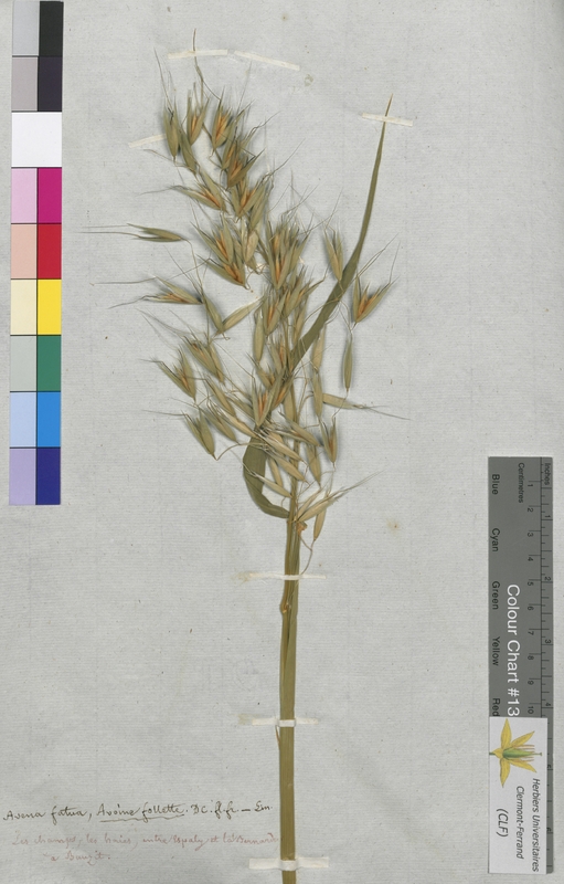 Avena fatua (Poaceae)