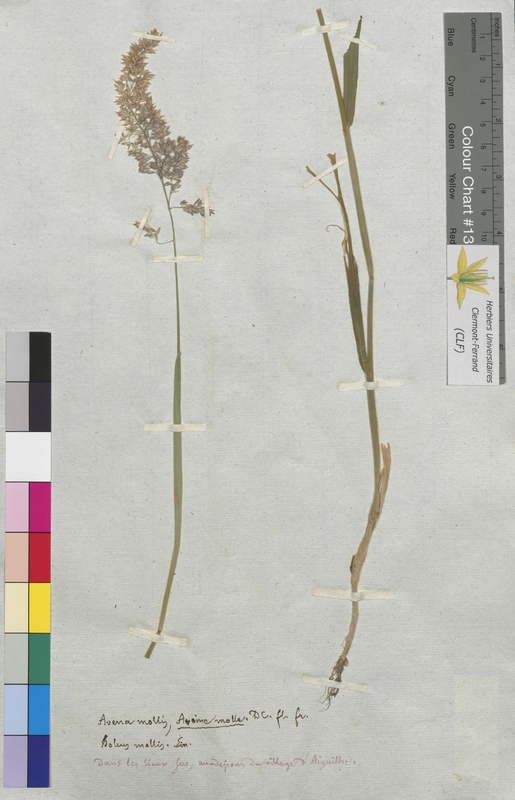 Avena mollis (Poaceae)