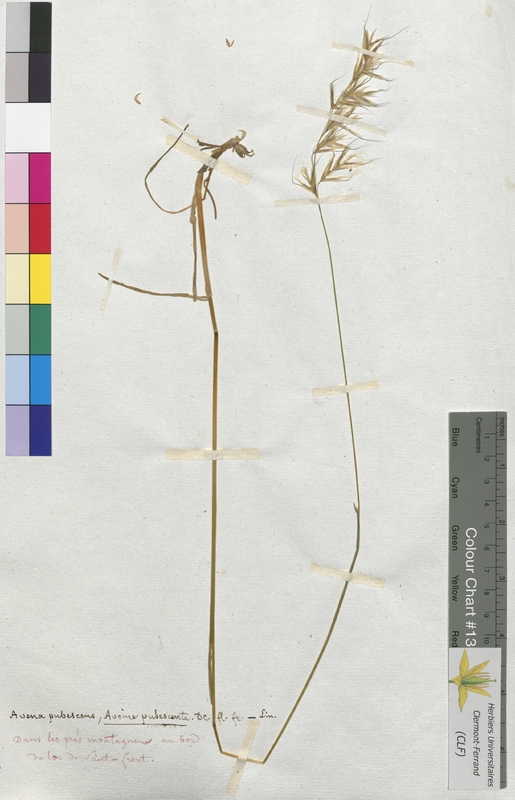 Avena pubescens (Poaceae)