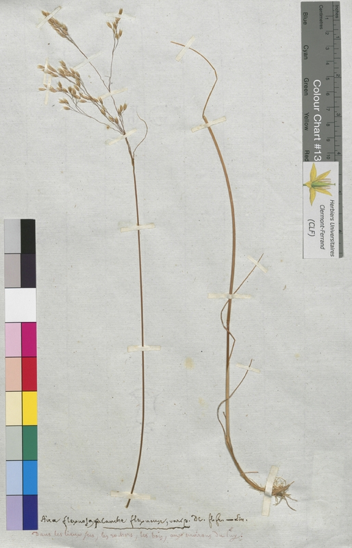 Aira flexuosa (Poaceae)