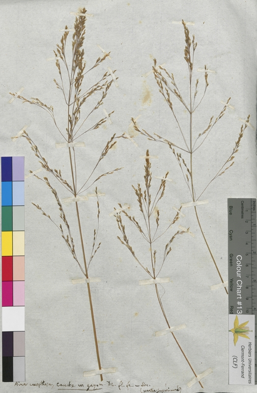 Aira cespitosa (Poaceae)