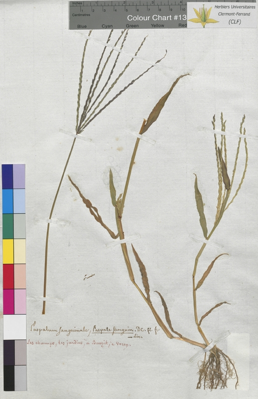 Paspalum sanguinale (Poaceae)