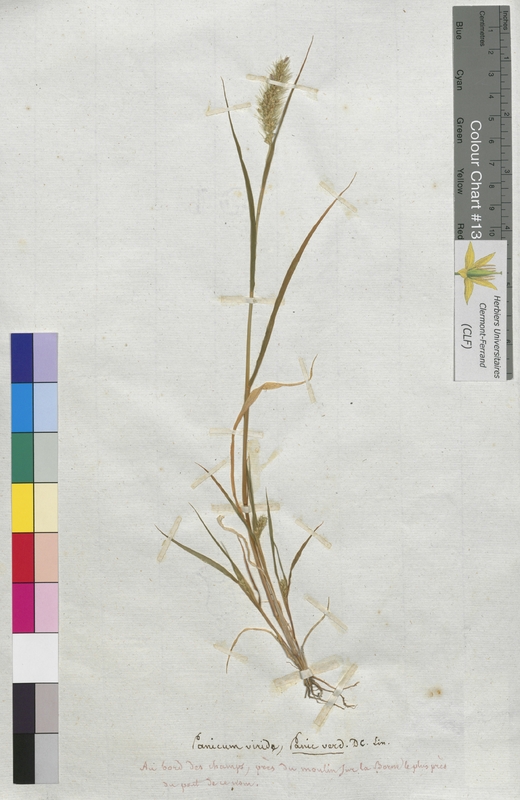 Panicum viride (Poaceae)