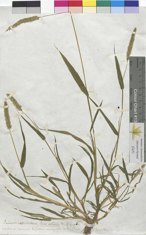 Panicum verticillatum (Poaceae)