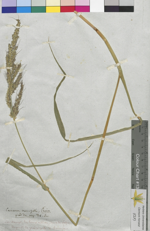 Panicum crus-galli (Poaceae)