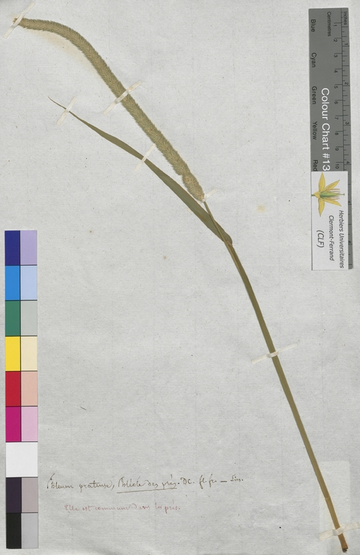 Phleum pratense (Poaceae)