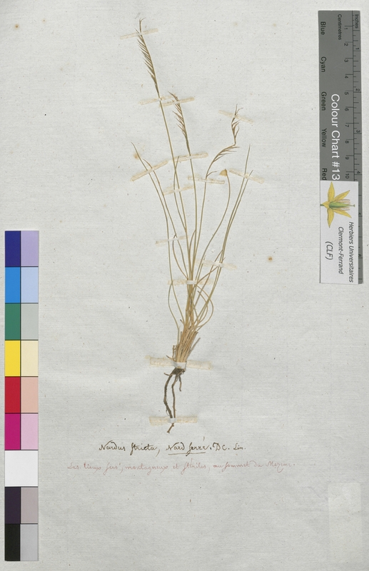 Nardus stricta (Poaceae)