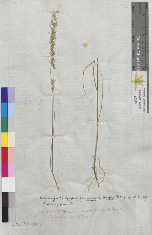 Calamagrostis epigeios (Poaceae)