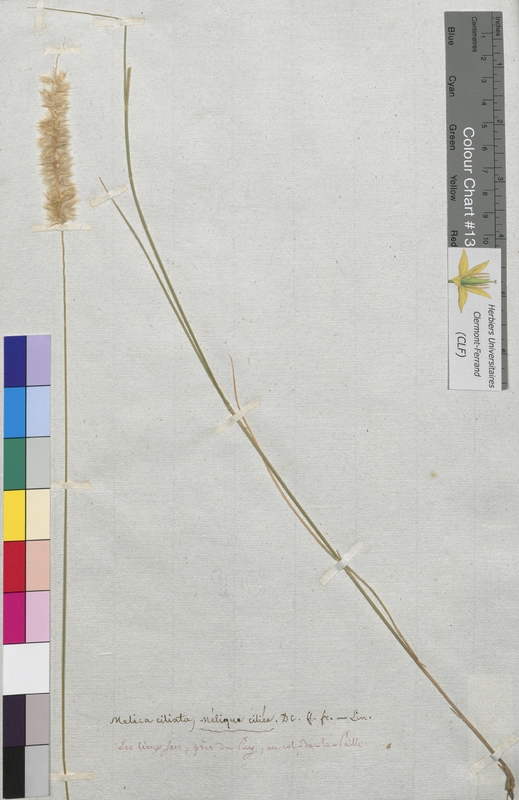 Melica ciliata (Poaceae)