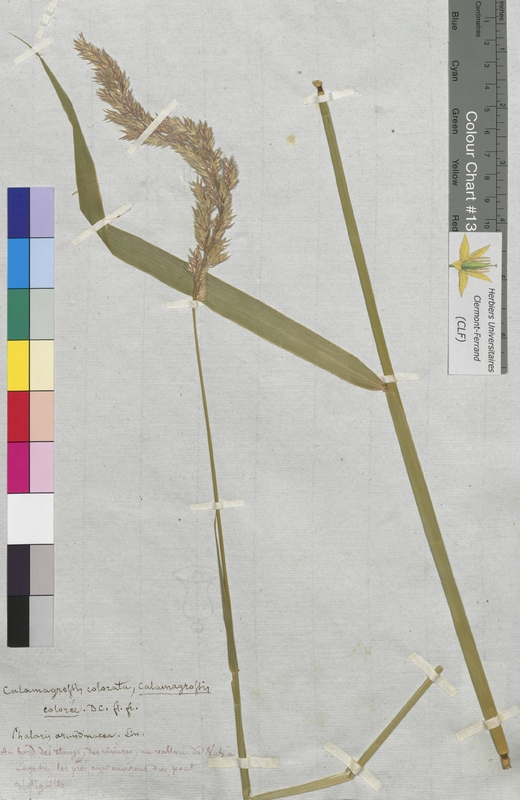 Calamagrostis colorata (Poaceae)