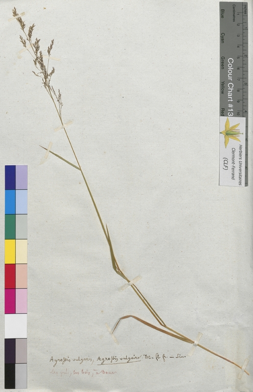 Agrostis vulgaris (Poaceae)