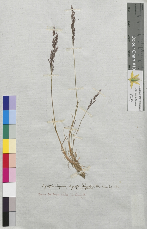 Agrostis elegans (Poaceae)
