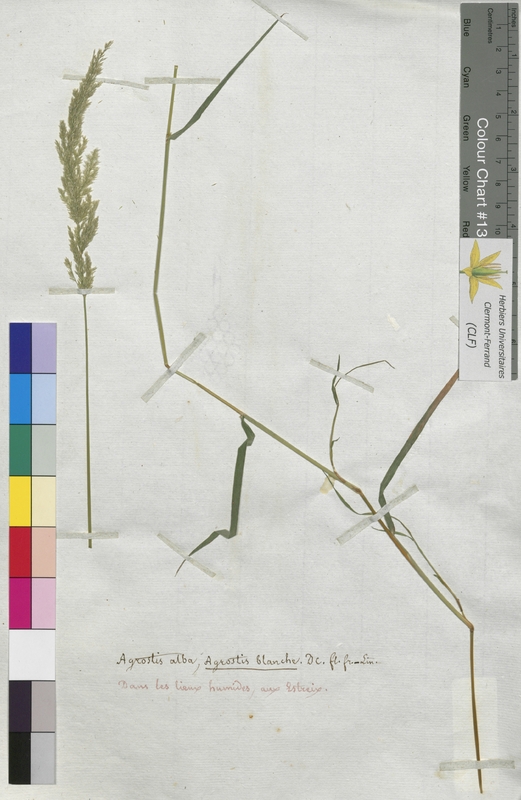 Agrostis alba (Poaceae)