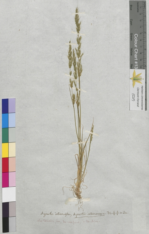 Agrostis interrupta (Poaceae)