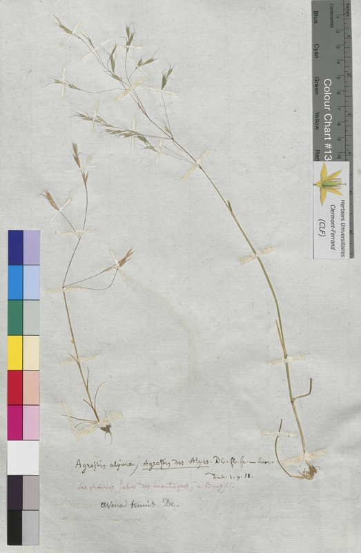 Agrostis alpina (Poaceae)