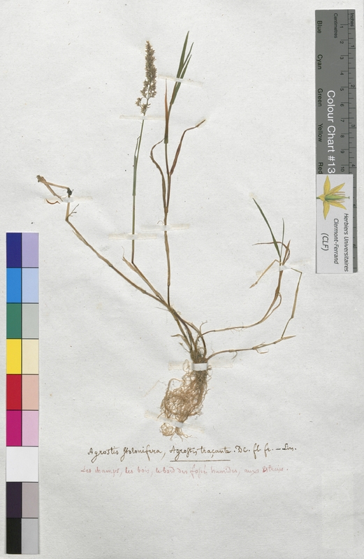 Agrostis stolonifera (Poaceae)