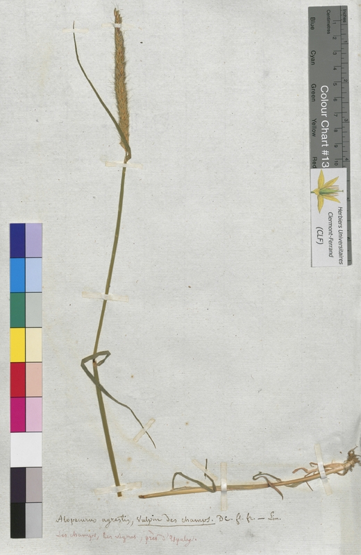 Alopecurus agrestis (Poaceae)