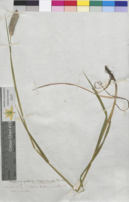 Alopecurus pratensis (Poaceae)