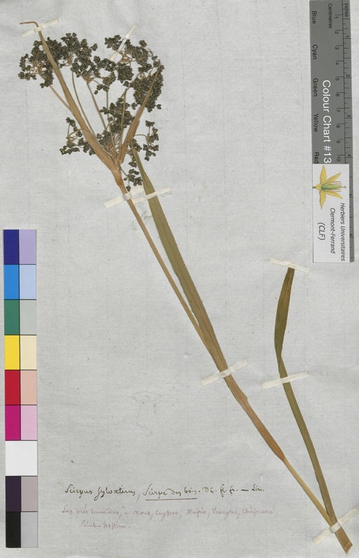 Scirpus sylvaticus (Cyperaceae)