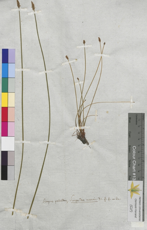 Scirpus palustris (Cyperaceae)