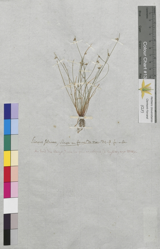 Scirpus setaceus (Cyperaceae)