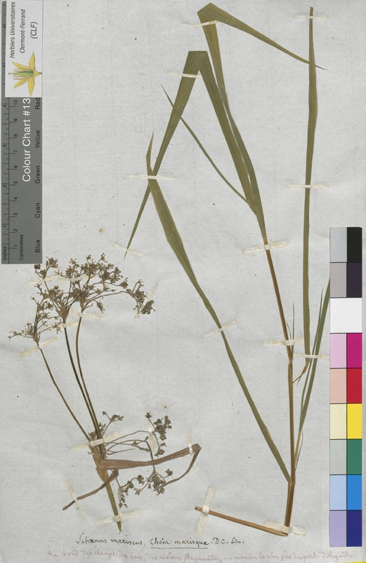 Scirpus mariscus (Cyperaceae)