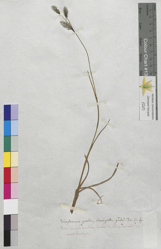 Eriophorum gracile (Cyperaceae)