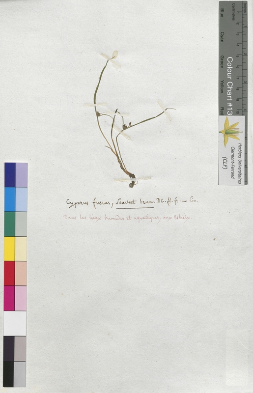 Cyperus fuscus (Cyperaceae)