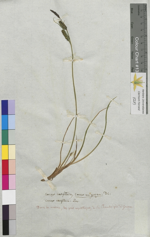 Carex cespitosa (Cyperaceae)