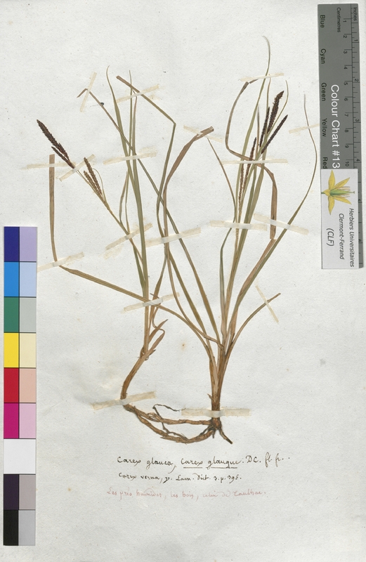 Carex glauca (Cyperaceae)