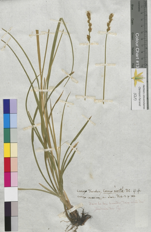 Carex divulsa (Cyperaceae)