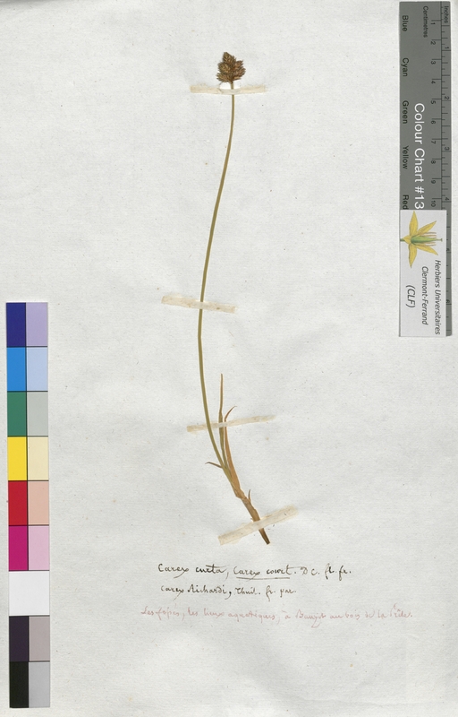 Carex curta (Cyperaceae)