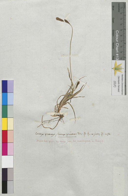 Carex praecox (Cyperaceae)