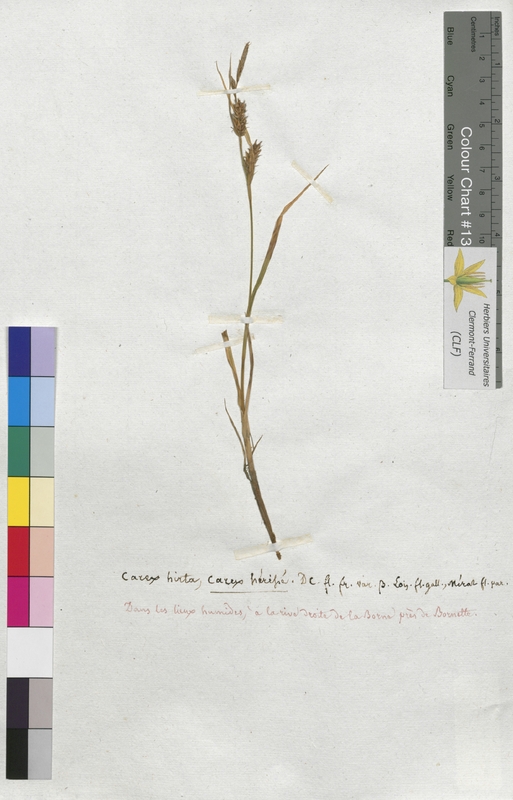 Carex hirta (Cyperaceae)