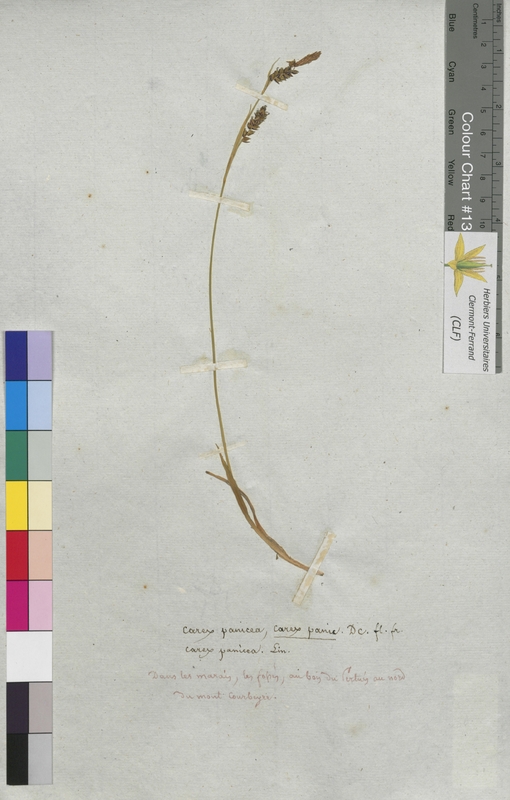 Carex panicea (Cyperaceae)