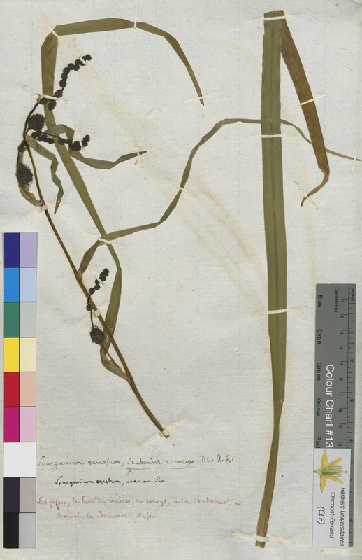 Sparganium ramosum (Sparganiaceae)