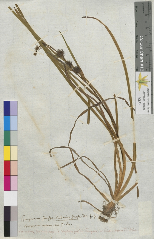 Sparganium simplex (Sparganiaceae)