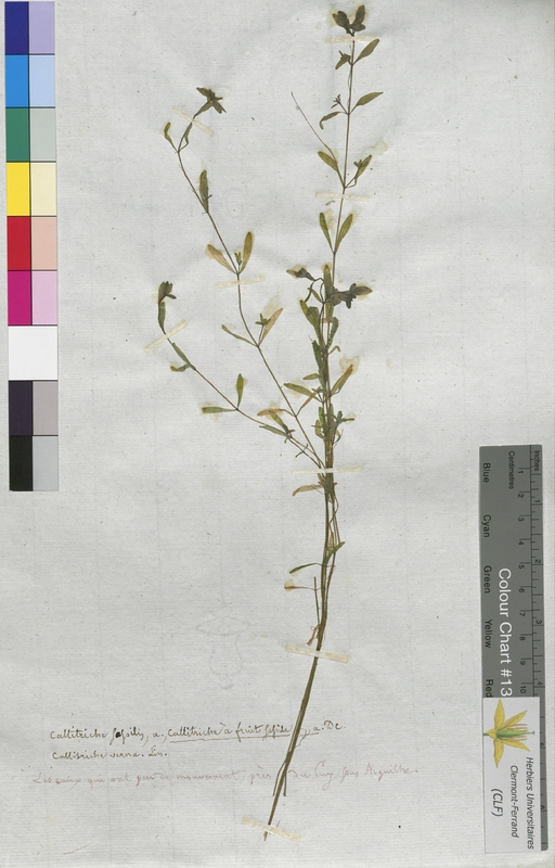 Callitriche sessilis (Callitrichaceae)