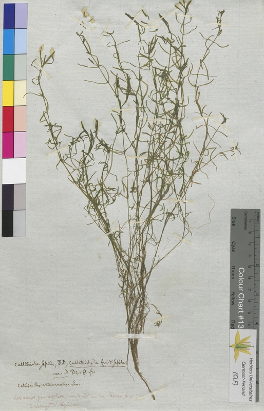 Callitriche sessilis (Callitrichaceae)