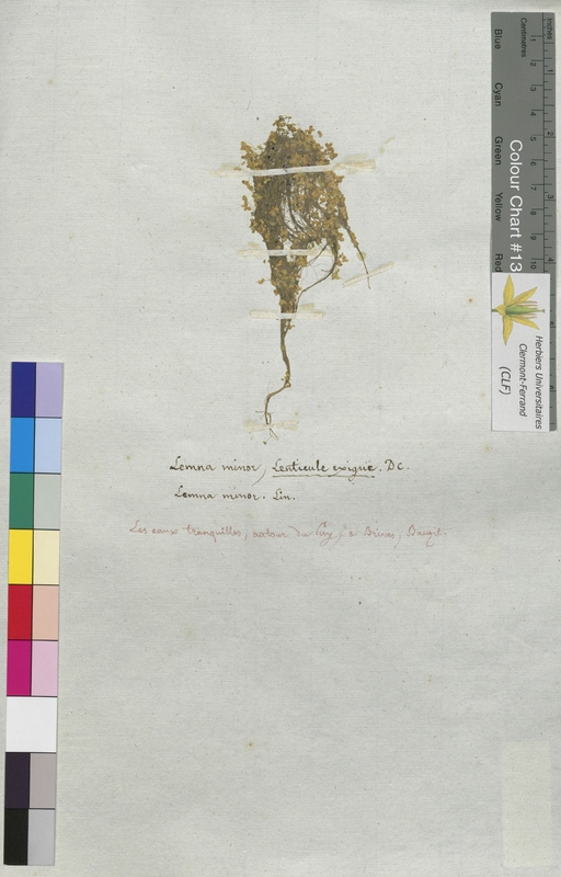 Lemna minor (Lemnaceae)