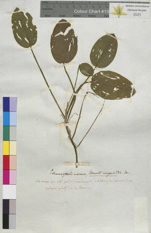 Potamogeton natans (Potamogetonaceae)