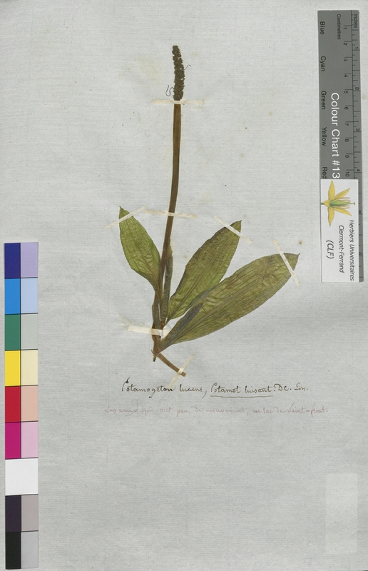 Potamogeton lucens (Potamogetonaceae)