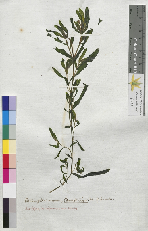 Potamogeton crispus (Potamogetonaceae)