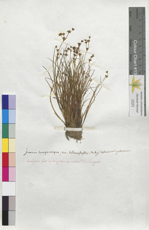 Juncus lamprocarpus (Juncaceae)