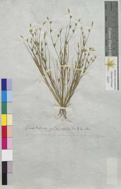 Juncus bufonius (Juncaceae)