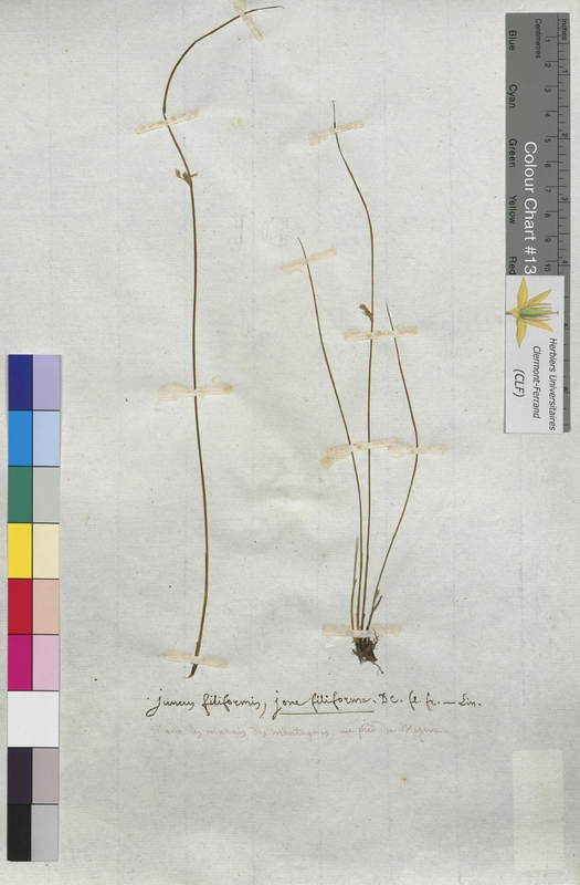 Juncus filiformis (Juncaceae)