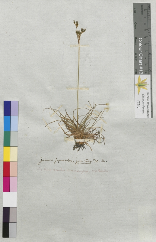 Juncus squarrosus (Juncaceae)