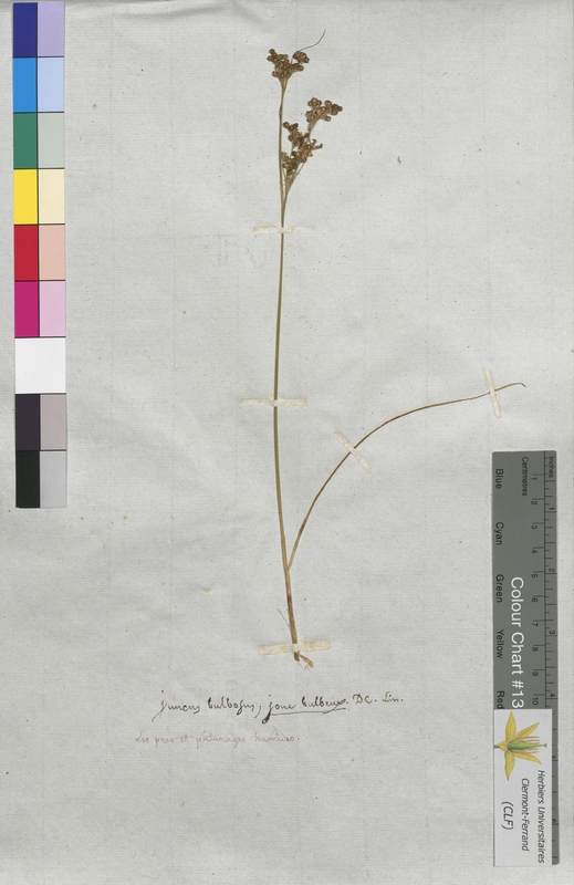 Juncus bulbosus (Juncaceae)