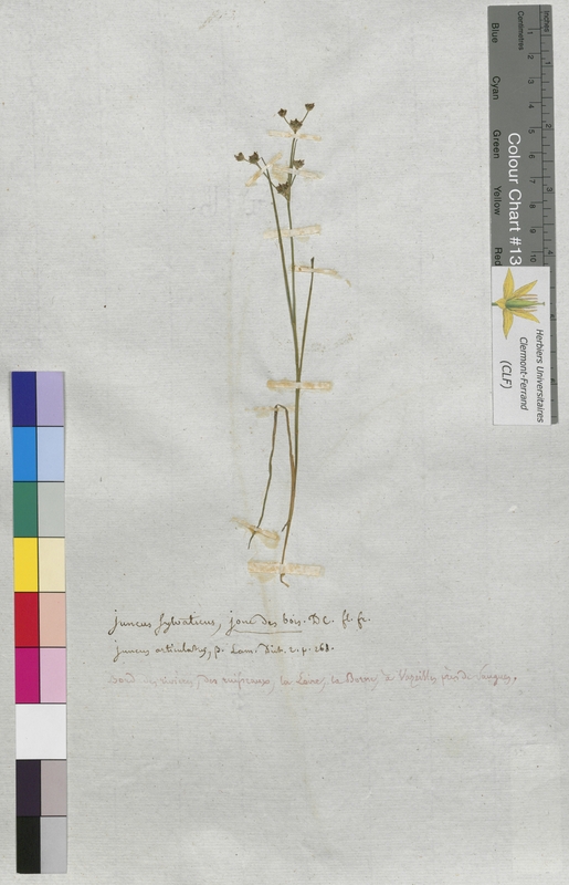 Juncus sylvaticus (Juncaceae)