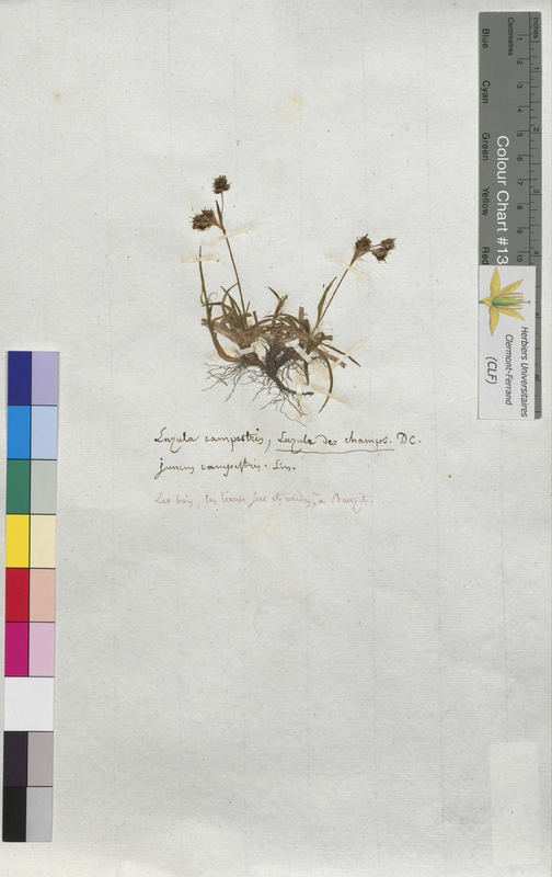 Luzula campestris (Juncaceae)